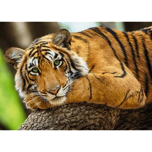 Trefl 37397 - Tigris portré - 500 db-os puzzle