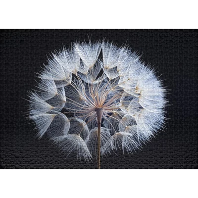 Ulmer 2736 - Dandelion - 1000 db-os puzzle