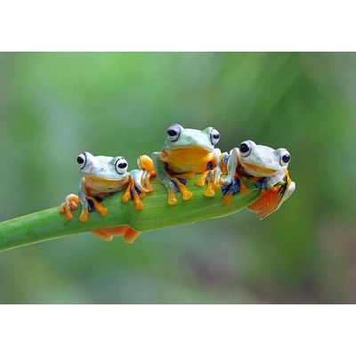 Bluebird 90128 - Friendly Frogs - 500 db-os puzzle