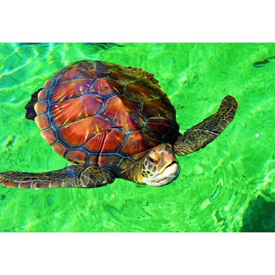 Bluebird 90298 - La Réunion - Tortue de Mer - 1000 db-os puzzle