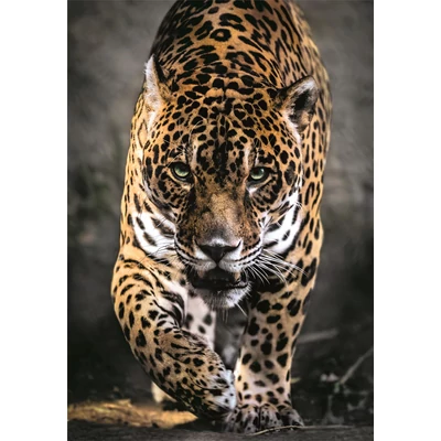 Clementoni 39947 - High Quality Collection - Walk Of The Jaguar - 1000 db-os Compact puzzle