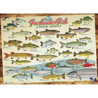 Cobble Hill 40181 - Freshwater Fish of North America - 1000 db-os puzzle