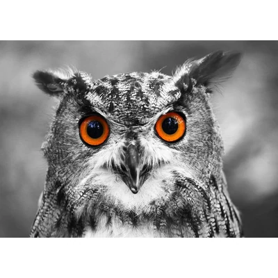 Enjoy 1626 - Curious Owl - 1000 db-os puzzle