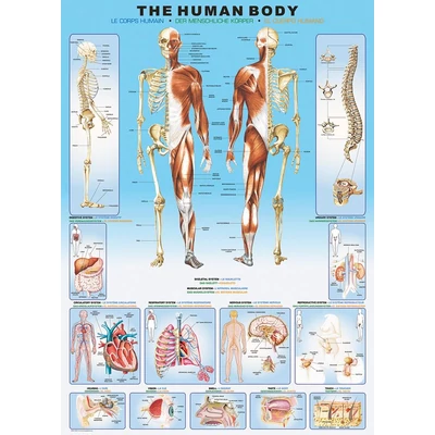 EuroGraphics 6000-1000 - The Human Body - 1000 db-os puzzle