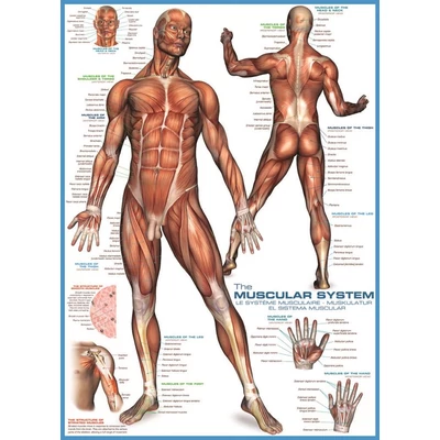 EuroGraphics 6000-2015 - The Muscular System - 1000 db-os puzzle