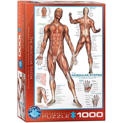 EuroGraphics 6000-2015 - The Muscular System - 1000 db-os puzzle