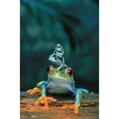 EuroGraphics 6000-3004- Red Eyed Tree Frog- 1000 db-os puzzle