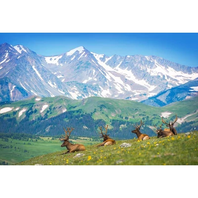 EuroGraphics 6000-5705 - Mountain Elks - 1000 db-os puzzle