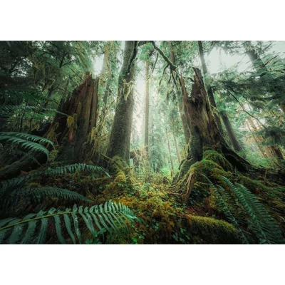 Ravensburger 12000292 - Power of Nature - Az erdőben - 1000 db-os puzzle
