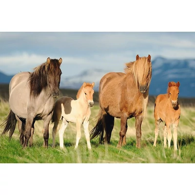 Schmidt 56199 - Family of Horses - 200 db-os puzzle