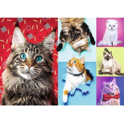 Trefl 10591 - Boldog macskák - 1000 db-os puzzle