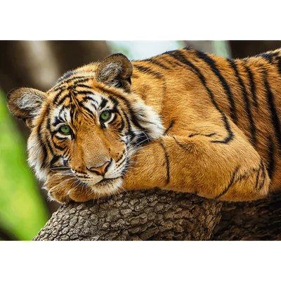 Trefl 37397 - Tigris portré - 500 db-os puzzle