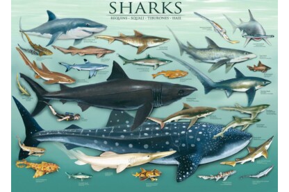 EuroGraphics 6000-0079 - Sharks - 1000 db-os puzzle