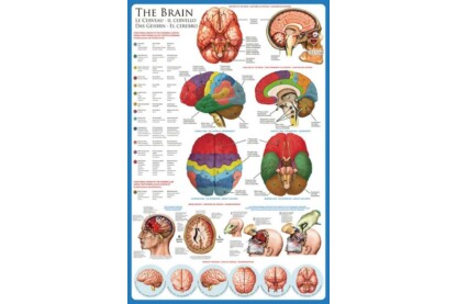 EuroGraphics 6000-0256 - The Brain - 1000 db-os puzzle