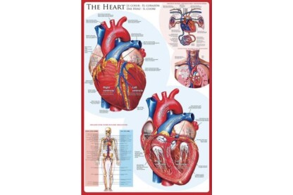 EuroGraphics 6000-0257 - The Heart - 1000 db-os puzzle