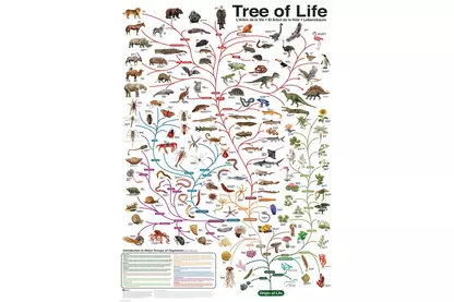 EuroGraphics 6000-0282 - The Tree of Life - 1000 db-os puzzle