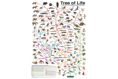 EuroGraphics 6000-0282 - The Tree of Life - 1000 db-os puzzle