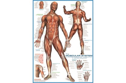 EuroGraphics 6000-2015 - The Muscular System - 1000 db-os puzzle