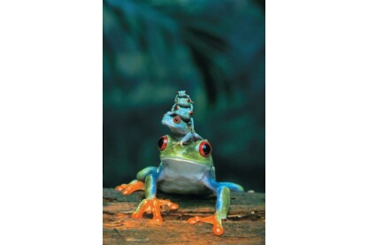EuroGraphics 6000-3004- Red Eyed Tree Frog- 1000 db-os puzzle