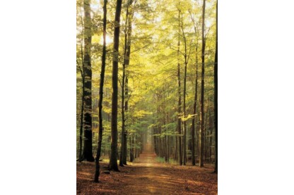 EuroGraphics 6000-3846 - Forest Path - 1000 db-os puzzle