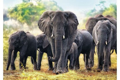 Trefl 10442 - Afrikai elefántok - 1000 db-os puzzle