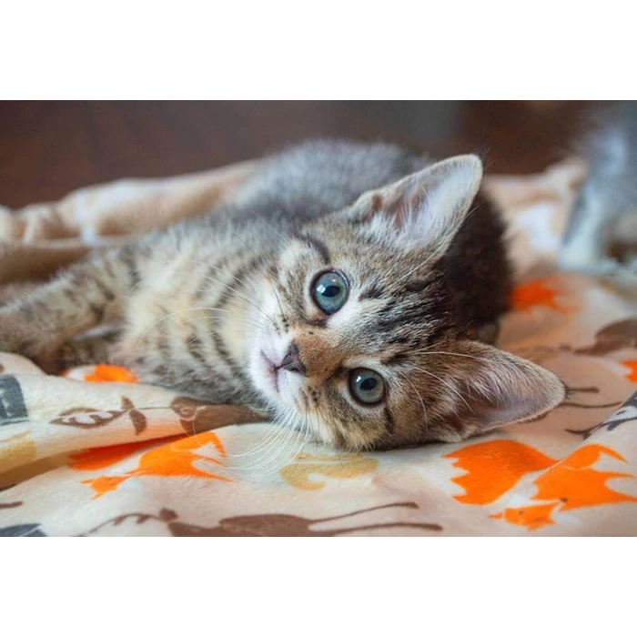 Bluebird 90083 - Kitten - 300 db-os puzzle