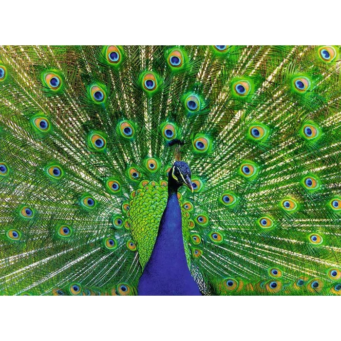 Ravensburger 12001332 - Páva - 500 db-os puzzle