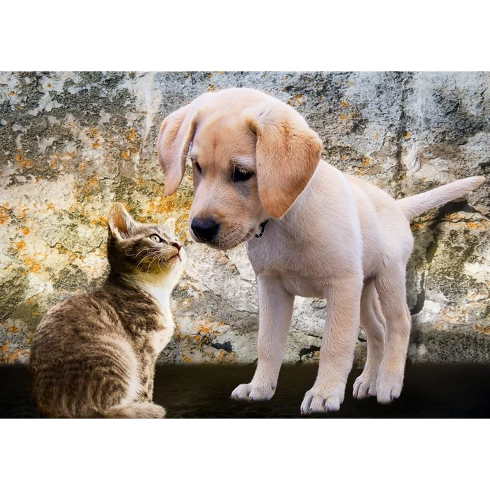 Bluebird puzzle 70004 - Kitten and Puppy - 500 db-os puzzle