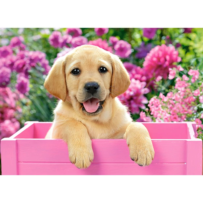 Castorland B-030071 - Labrador kölyök rózsaszín dobozban - 300 db-os puzzle
