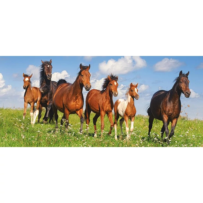 Castorland B-060351 - Panoráma puzzle - Boldog lovak - 600 db-os puzzle