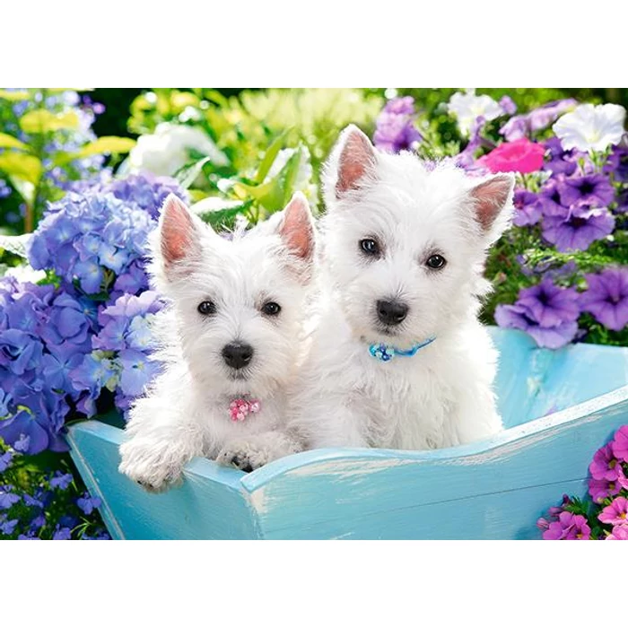 Castorland B-066100 - Westie kölykök - 60 db-os puzzle