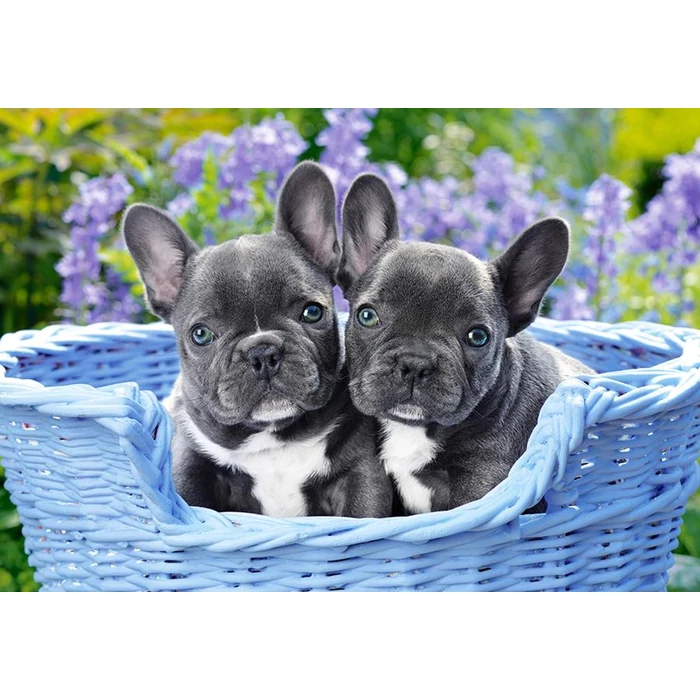 Castorland C-104246 - Francia bulldog kutyusok - 1000 db-os puzzle