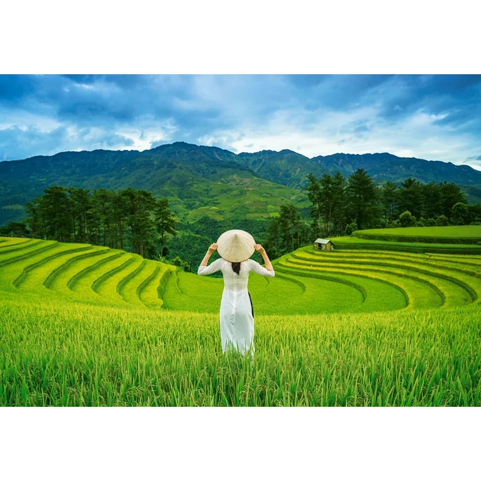 Castorland  C-105052 - Rice Fields in Vietnam- 1000 db-os puzzle