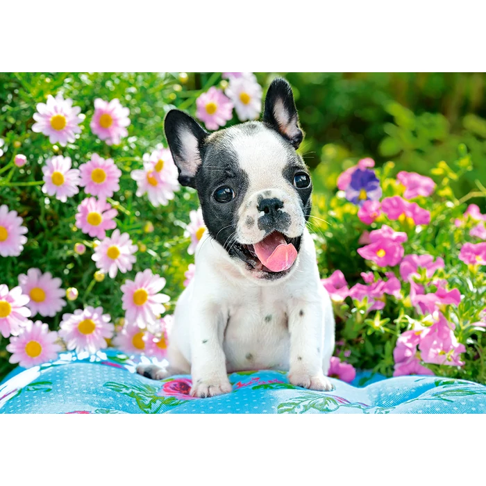 Castorland B-53650 - Francia bulldog kiskutya - 500 db-os puzzle