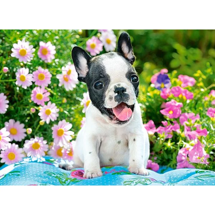 Castorland B-070152 - Francia bulldog kiskutya - 70 db-os puzzle