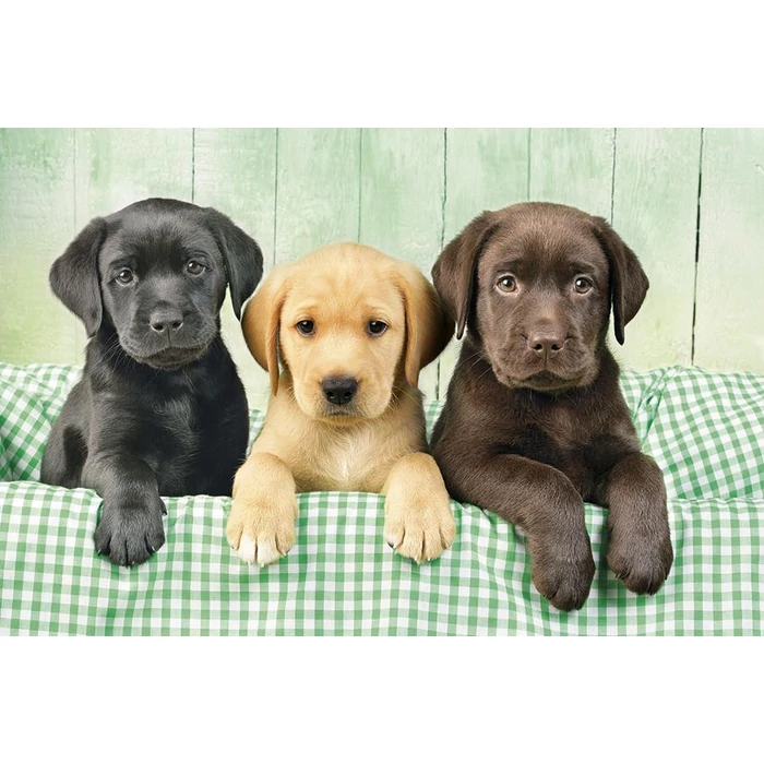 Clementoni 39279 - Labrador kölykök - 1000 db-os puzzle
