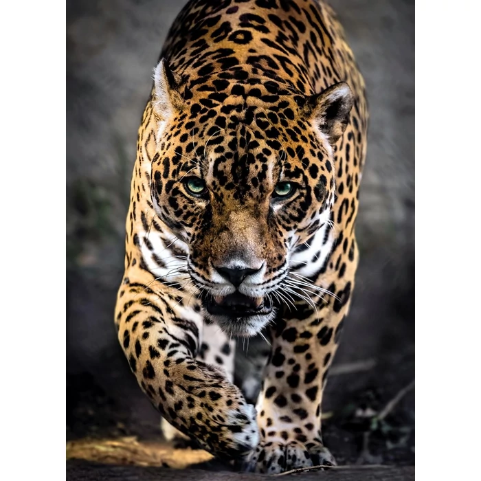 Clementoni 39326 - Jaguár - 1000 db-os puzzle