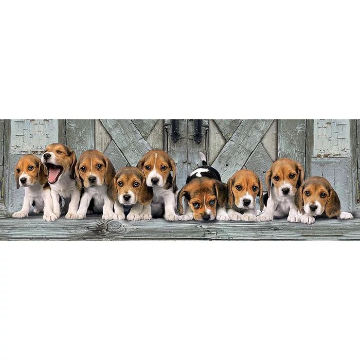 Clementoni 39435 - Panoráma puzzle - Beagle kiskutyák - 1000 db-os puzzle