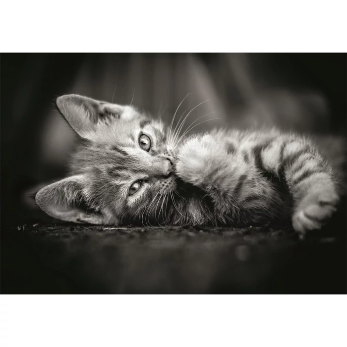 Clementoni 39950 - High Quality Collection - Kitty - 1000 db-os Compact puzzle