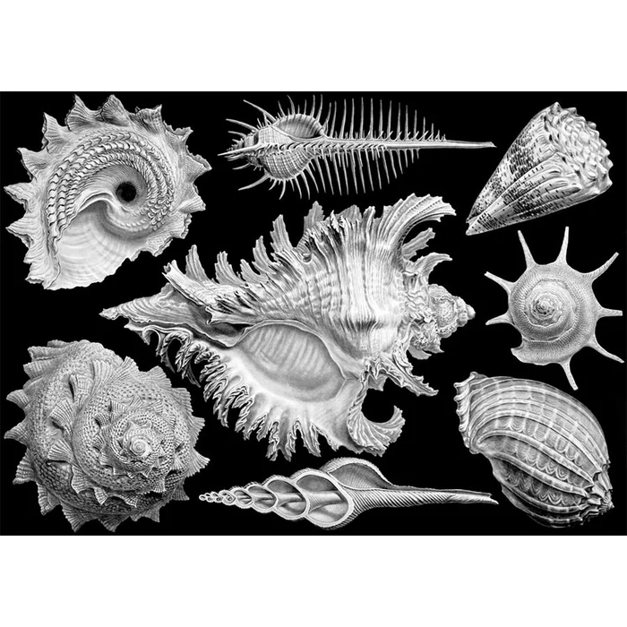 Cloudberries - Shells - 1000 db-os puzzle