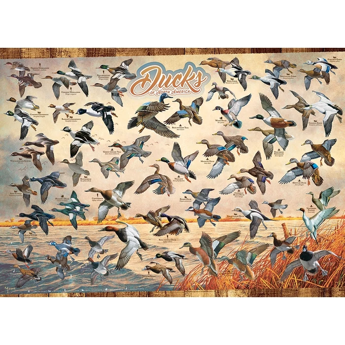 Cobble Hill 40177 - Ducks of North America - 1000 db-os puzzle