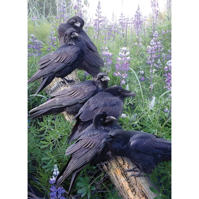 Cobble Hill 40171 - Raven Rendezvous - 1000 db-os puzzle