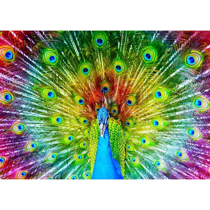 Enjoy Puzzle - 1251 - Colorful Peacock - 1000 db-os puzzle