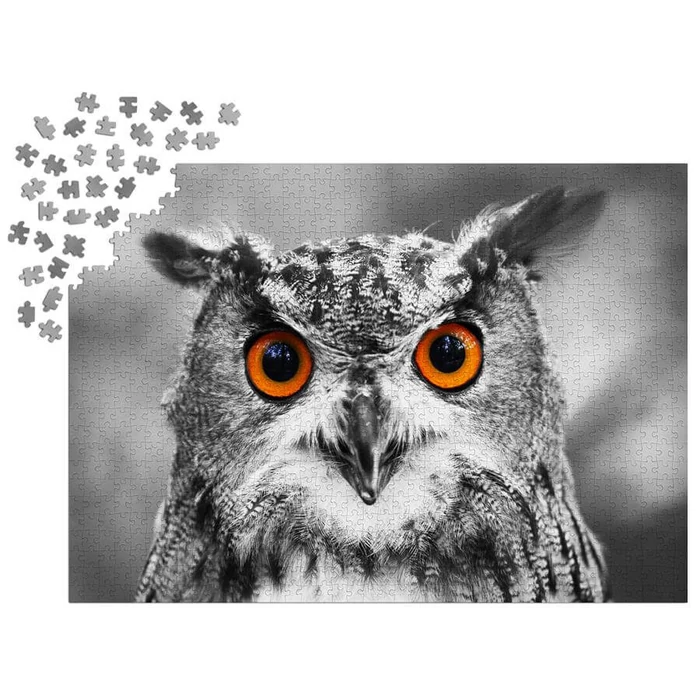 Enjoy Puzzle - 1626 - Curious Owl - 1000 db-os puzzle