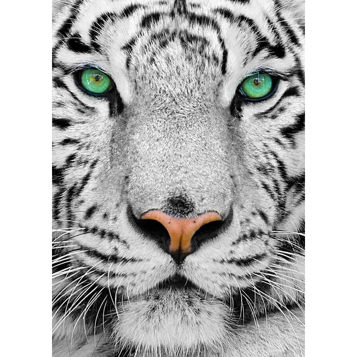 Enjoy Puzzle - 1257 - White Siberian Tiger - 1000 db-os puzzle