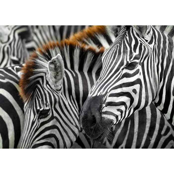 Enjoy Puzzle - 2103 - Zebras - 1000 db-os puzzle