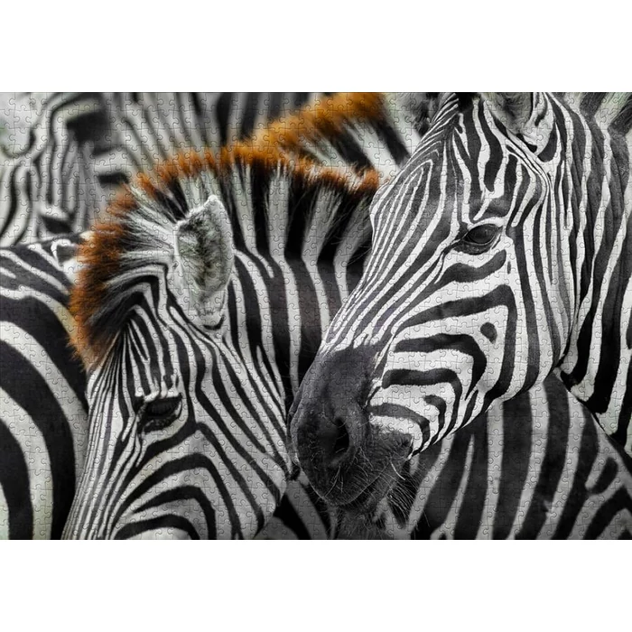 Enjoy Puzzle - 2103 - Zebras - 1000 db-os puzzle