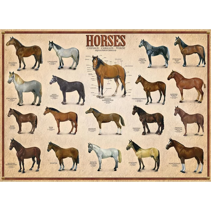 EuroGraphics 6000-0078 - Horses - 1000 db-os puzzle