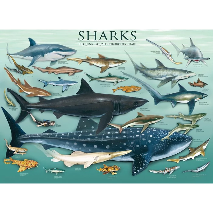 EuroGraphics 6000-0079 - Sharks - 1000 db-os puzzle