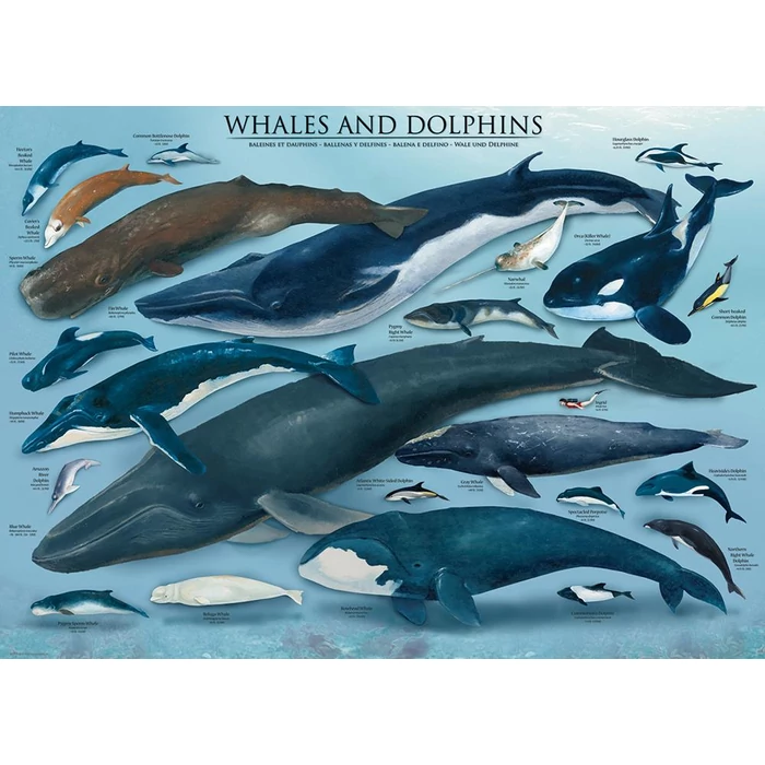 EuroGraphics 6000-0082 - Whales and Dolphins - 1000 db-os puzzle